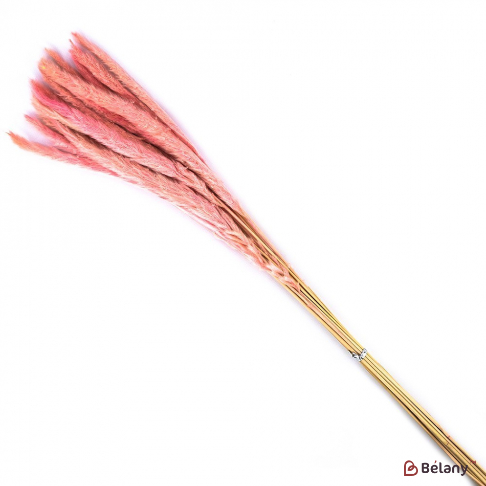 Iarba Roz De Pampa | 2