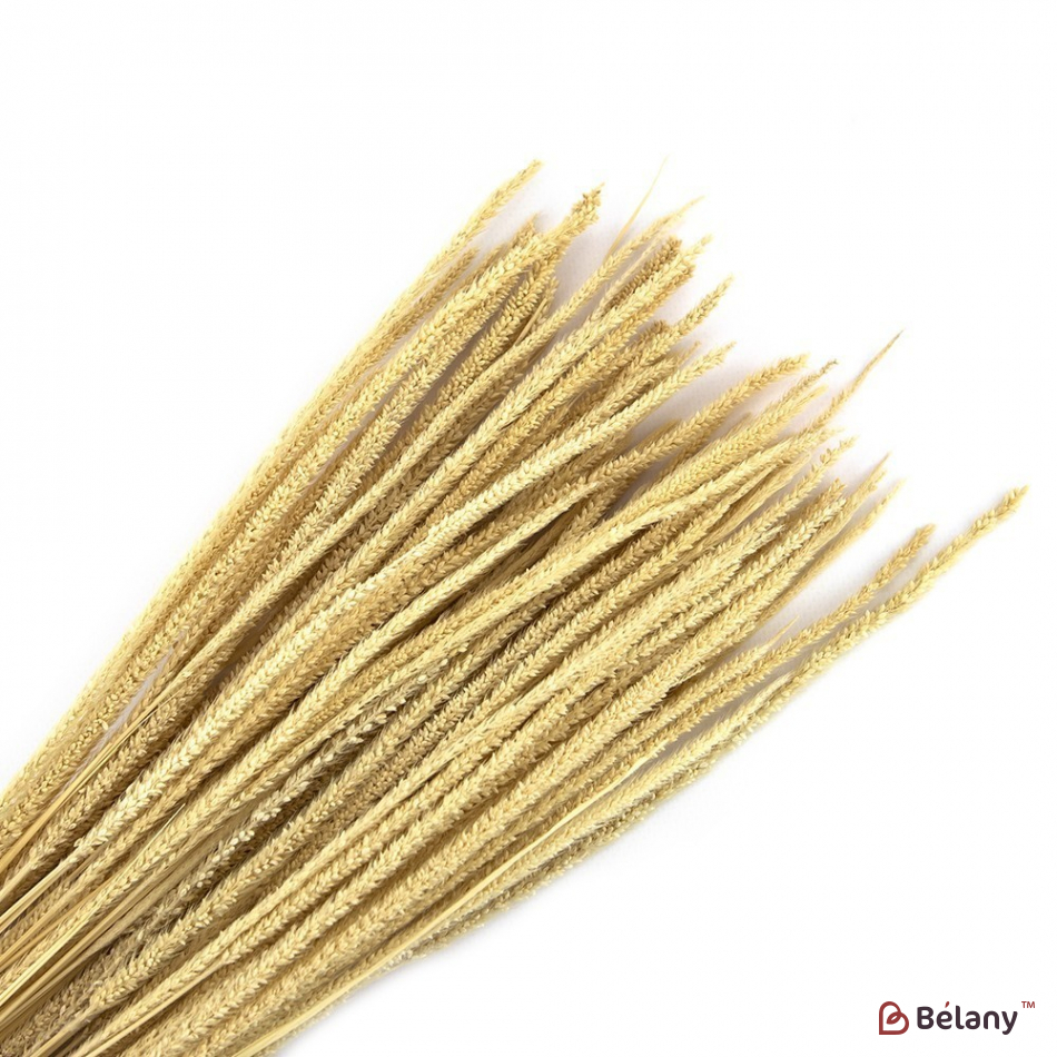 Floare Uscată „07”