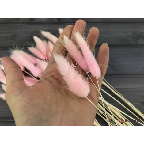 Flori Uscate "lagurus" Roz Pal