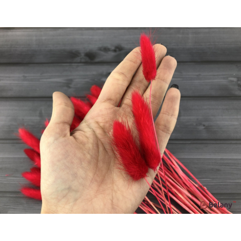 Flori Uscate "lagurus" Galben