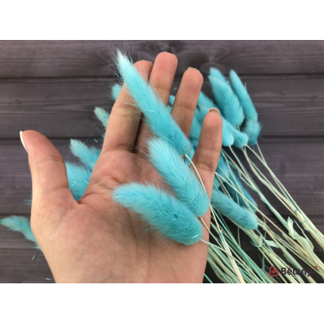 Flori Uscate "lagurus" Albastru