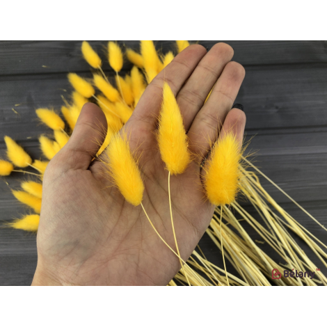 Flori Uscate Portocaliu "lagurus"