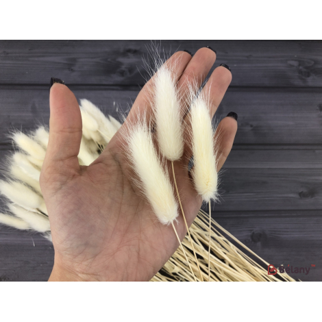 Flori Uscate "ramuri De Lagurus" # 11