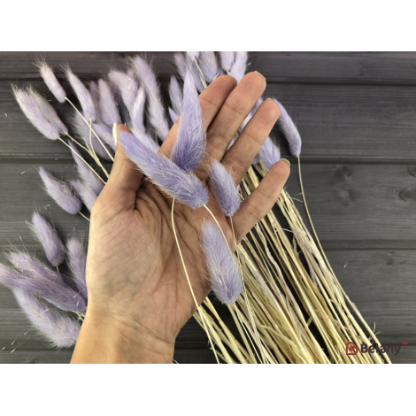 Flori Uscate "ramuri De Lagurus" # 4