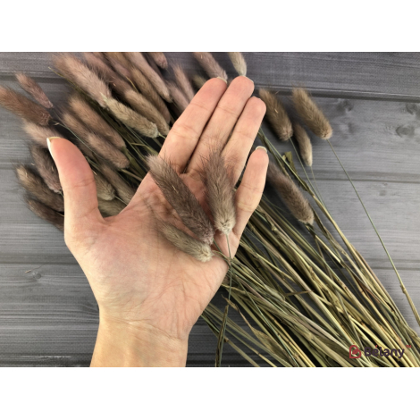 Flori Uscate "ramuri De Lagurus" # 3