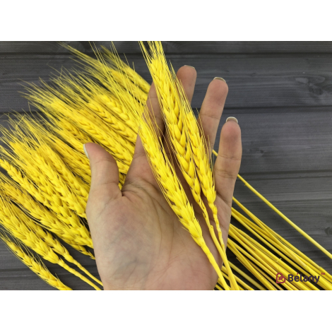 Flori Uscate "grâu" Galben