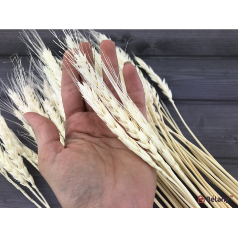 Flori Uscate "grâu" Alb