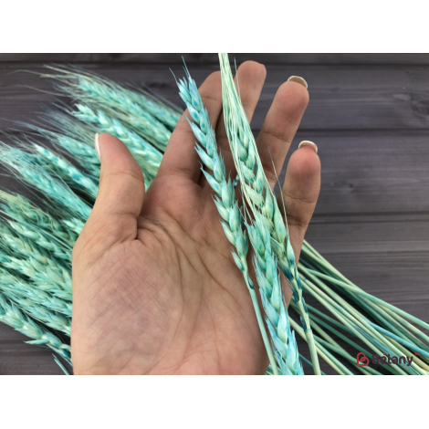 Flori Uscate "grâu" Albastru