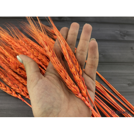 Flori Uscate Portocaliu "grâu"