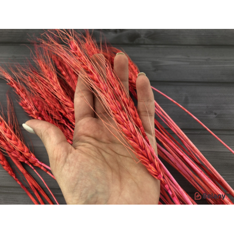 Flori Uscate "grâu" Roșu