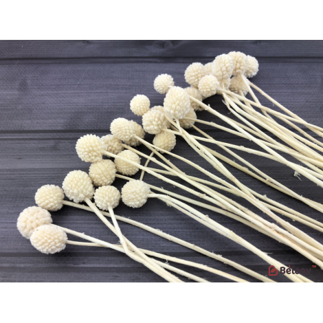 Flori Uscate "craspedia" Alb