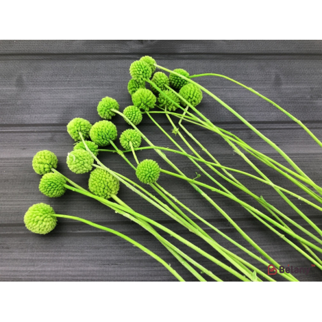 Flori Uscate "craspedia" Verde