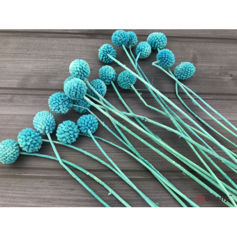 Flori Uscate "craspedia" Albastru