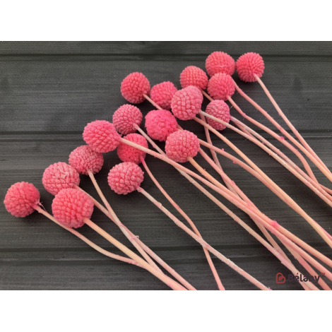 Zmeura Cu Flori Uscate „Craspedia”