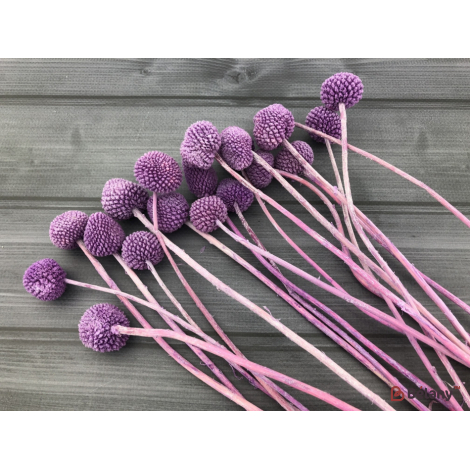 Flori Uscate Liliac „Craspedia”