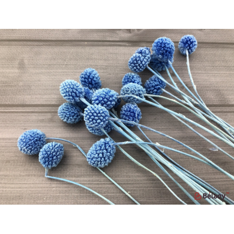 Flori Uscate "craspedia" Albastru