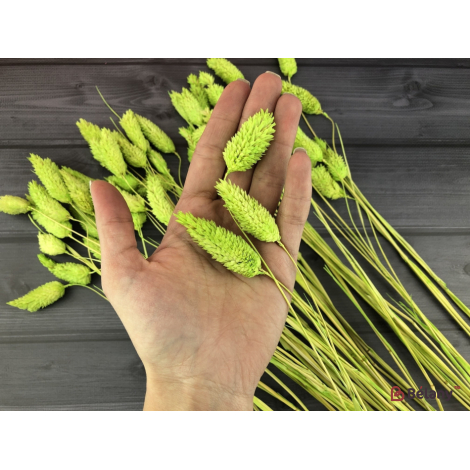 Flori Uscate "fallaris" Verde