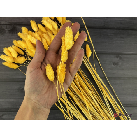 Flori Uscate "fallaris" Portocale