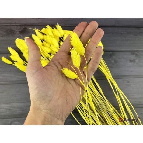 Flori Uscate "fallaris" Galben