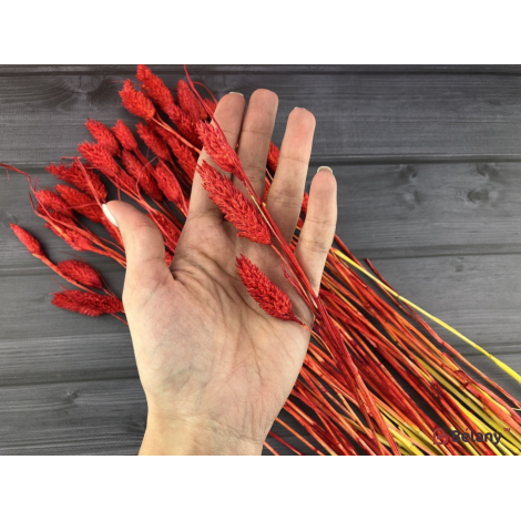 Flori Uscate "fallaris" Roșu