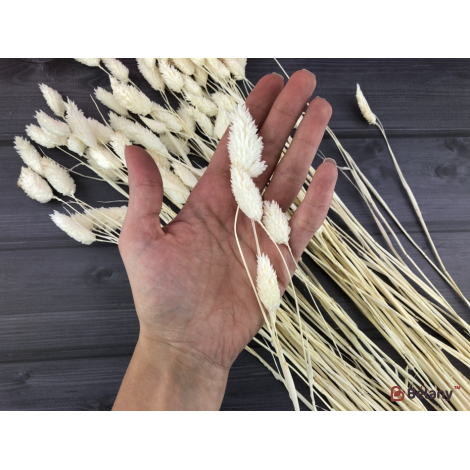 Flori Uscate "fallaris" Alb