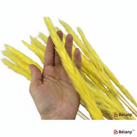 Flori Uscate "iarba De Pampas" Galben