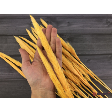 Flori Uscate "iarba De Pampas" Oranzh