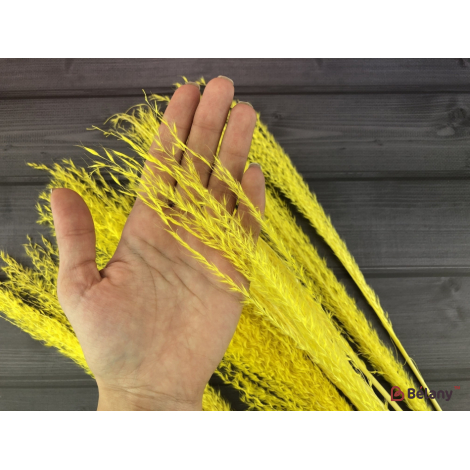 Flori Uscate "miscanthus" Galben
