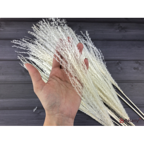 Flori Uscate "miscanthus" Alb