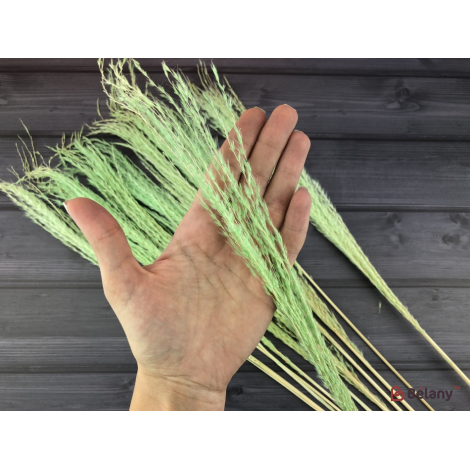 Flori Uscate De Măslin "miscanthus"