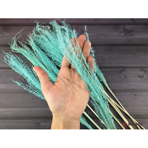 Flori Uscate "miscanthus" Menta