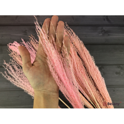 Flori Uscate "miscanthus" Roz