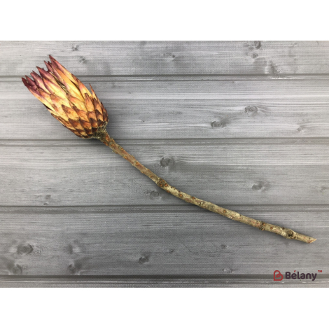 Floare Uscată "protea" # 1