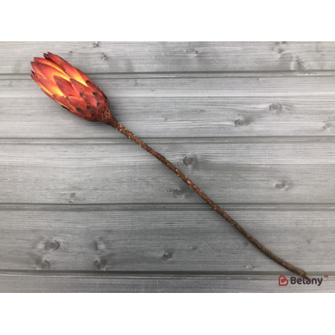 Floare Uscată "protea" # 2