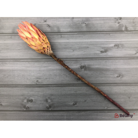 Floare Uscată "protea" # 5