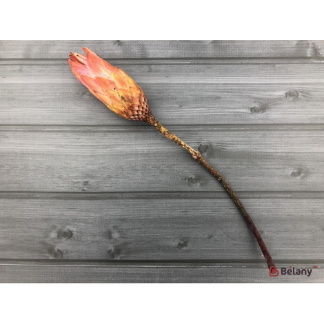 Floare Uscată "protea" # 7