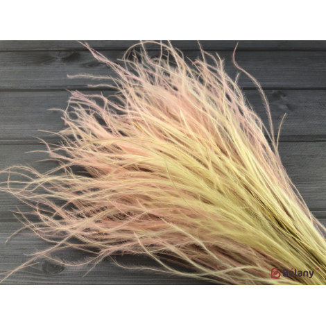 Floare Uscată "stifa" # 5