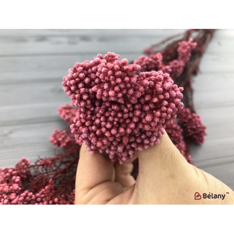 Floare Uscată "ozotamnus" # 4