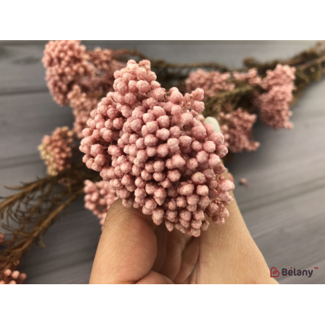 Floare Uscată "ozotamnus" # 6