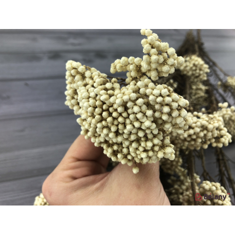 Floare Uscată "ozotamnus" # 7