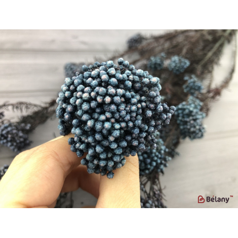 Floare Uscată "ozotamnus" # 8