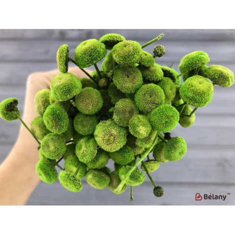 Flori Uscate "botao" Verde