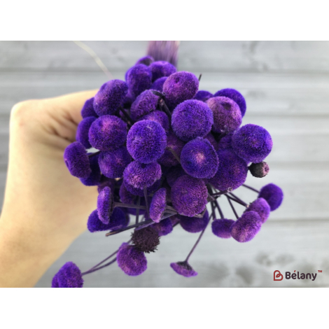 Flori Uscate Liliac "botao"