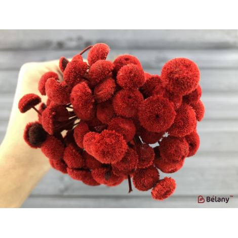 Flori Uscate "botao" Roșu