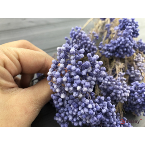 Floare Uscată "ozotamnus" # 12