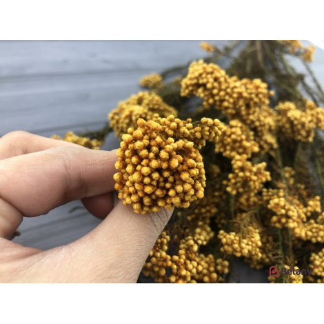 Floare Uscată "ozotamnus" # 14