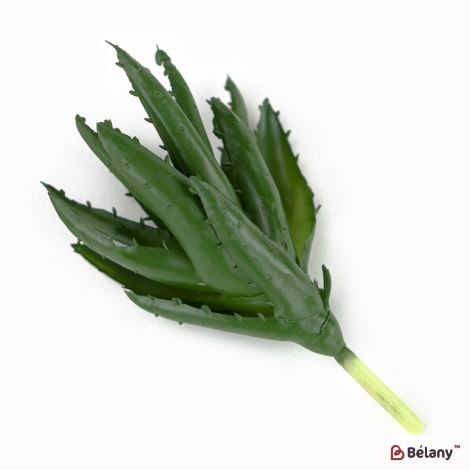 „Aloe” Suculent