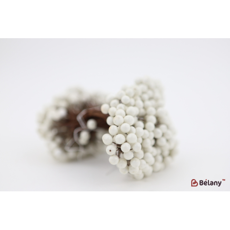 Boabă Albă Pe O Ramură