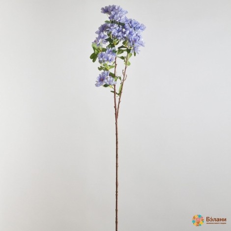 Ramura „Cireș” Cerească