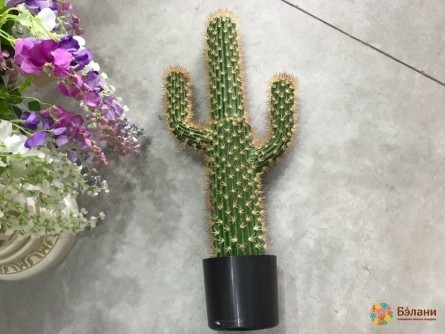 Cactus Decorativ S